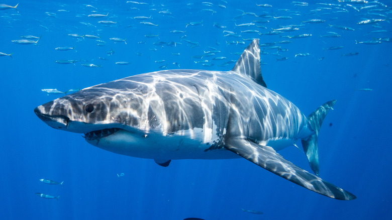 Great white shark with fish