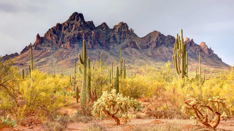 Ironwood Forest National Monument near Tucson