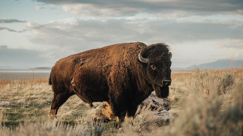 Bison in the grasses at Antelope Island State Park