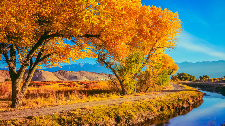 yellow fall foliage in Napa