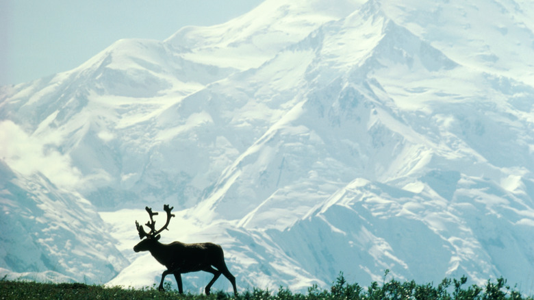 Reindeer walking in Alaska