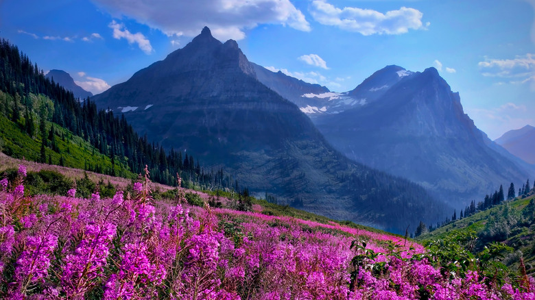 purple flowers by mountains