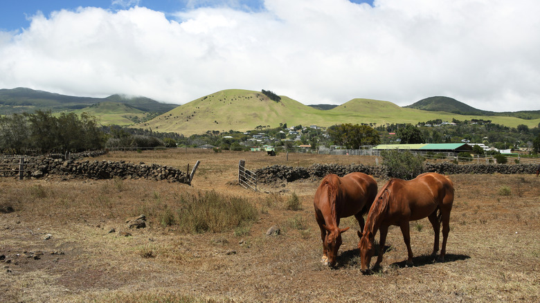 Horses on Parker Ranch