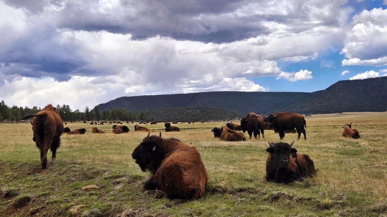 Bison at Vermejo Park Ranch