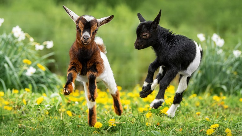 Goats in flowering field