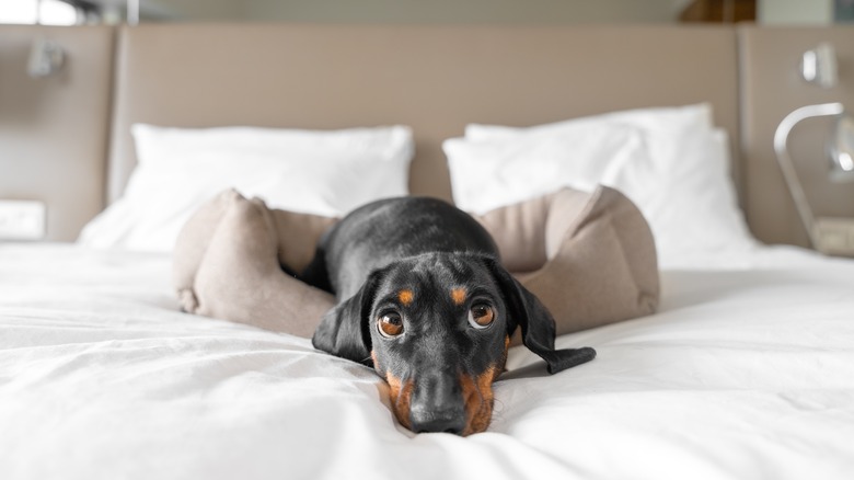 Dog lying on bed