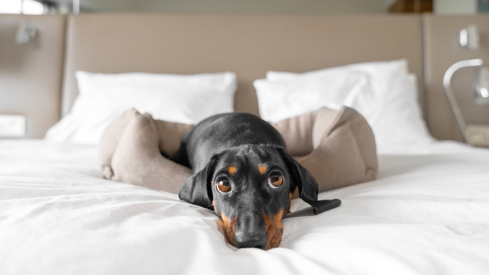 13 Of The Best DogFriendly Hotels In The US, According To Guests