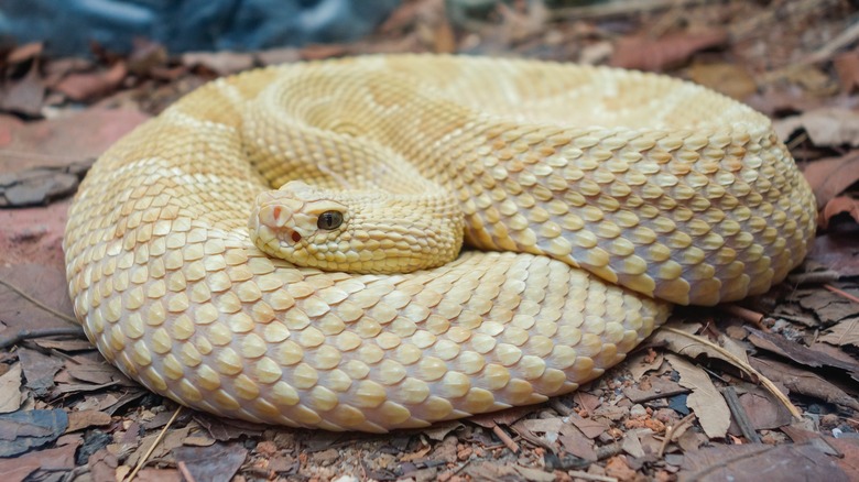 Golden lancehead snake