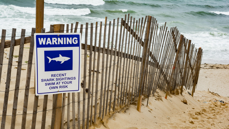 Shark sign on the beach
