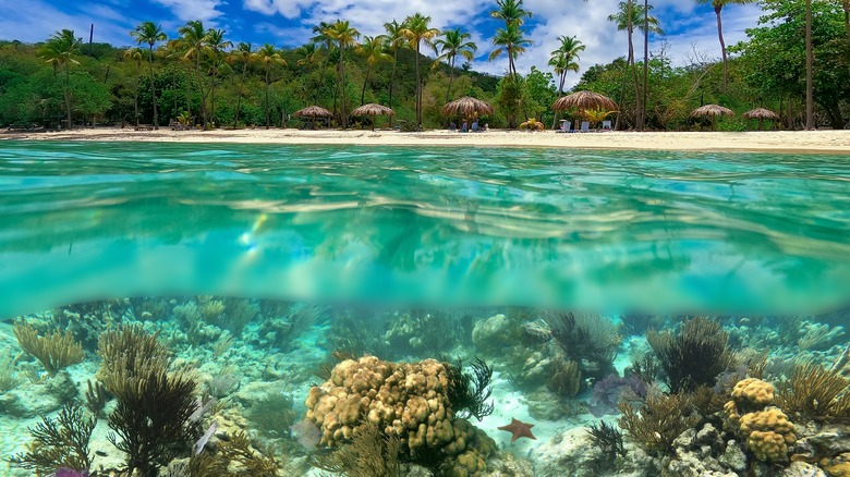 Snorkeling with a turtle