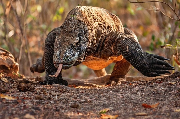 18 Of The Most Dangerous Predators In The World