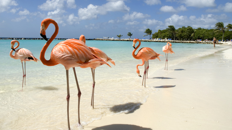 Flamingos on the beach in Aruba