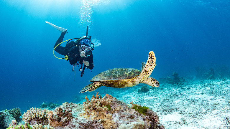 person scuba diving with turtle