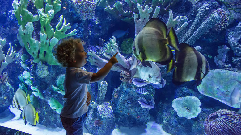 Child looking at fish through aquarium glass