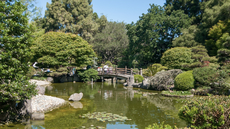 the pond and lush greenery at the Japanese Tea Garden in Central Park San Mateo