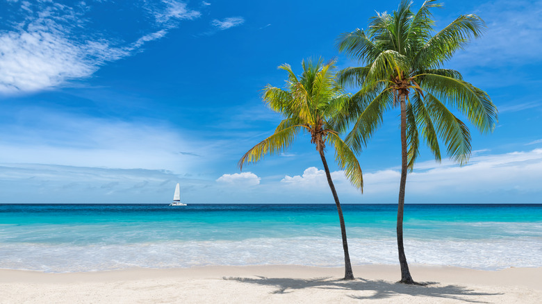 tropical beach with coconut palm trees