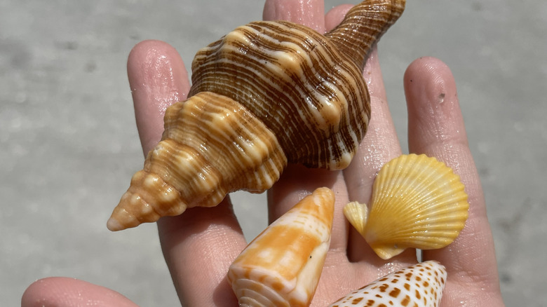 Handfull of seashells in Florida