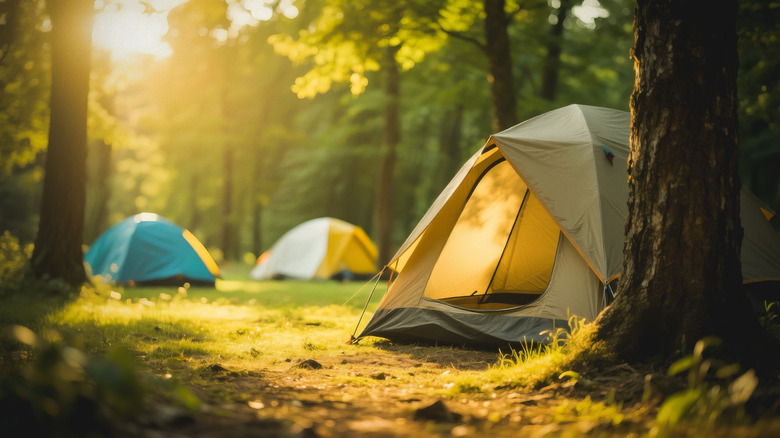 Camping tents in a forest bathed in warm sunlight
