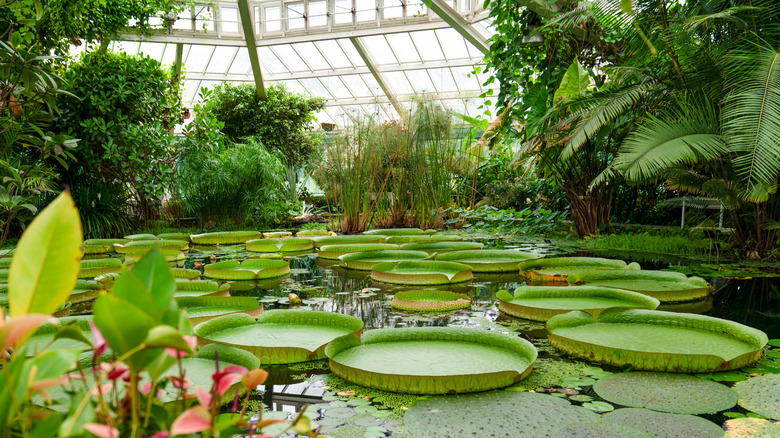 The leaves of the giant water lilies in a conservatory