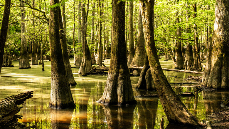 Moss covered cypress trees standing high over a flooded marsh in Congaree National Park, South Carolina
