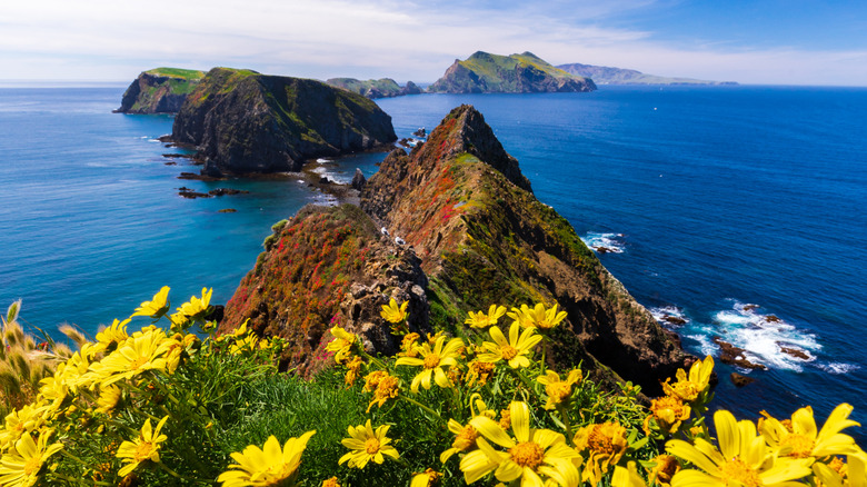 Yellow flowers frame the dramatic peaks of Channel Islands National Park, high above the deep blue Pacific Ocean off the coast of California