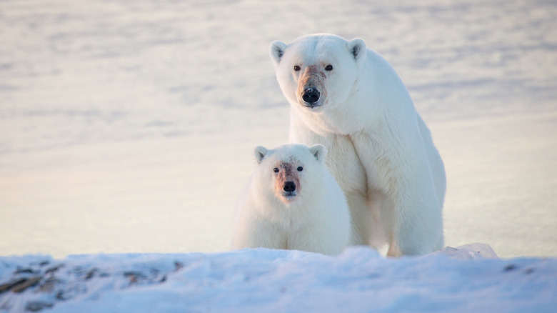 Mother and cub polar bear looking over the ice during sunset in Nunavut, Canada