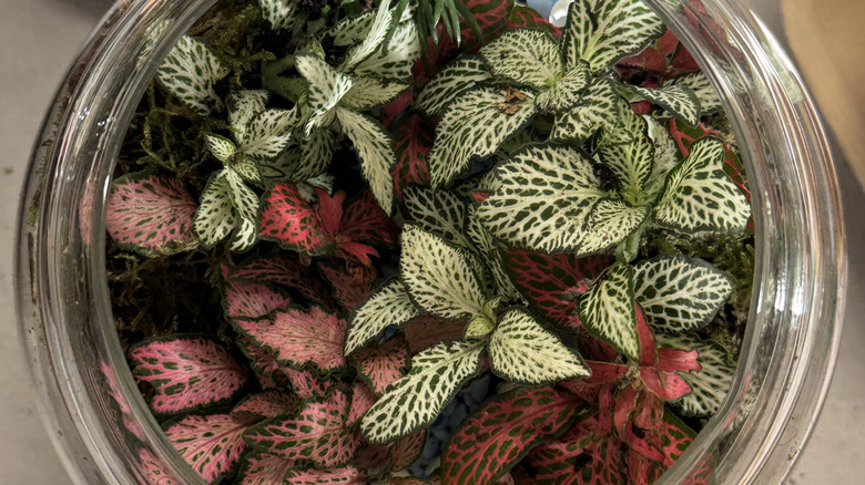 Close up of terrarium