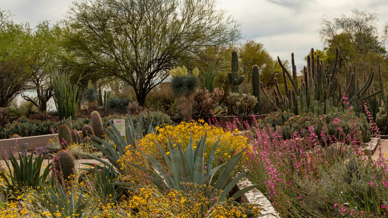 flora in the Desert Botanical Garden