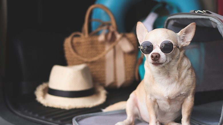dog with sunglasses sitting in carrier