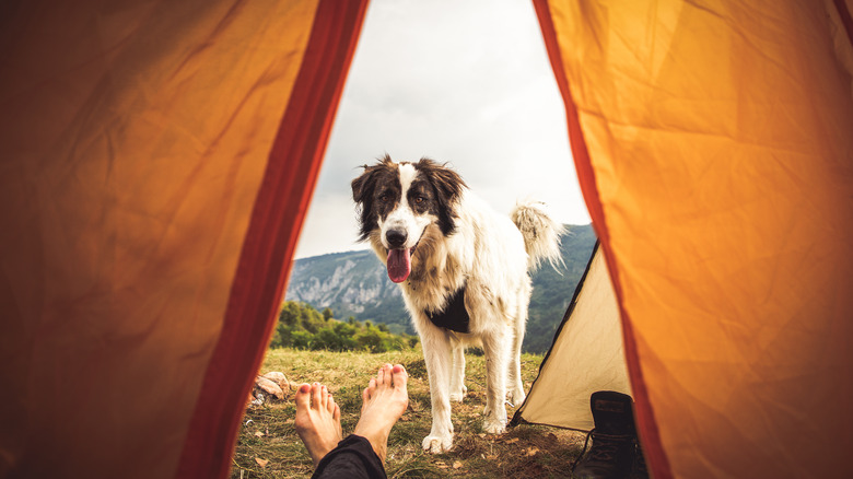 dog looking into tent in mountains