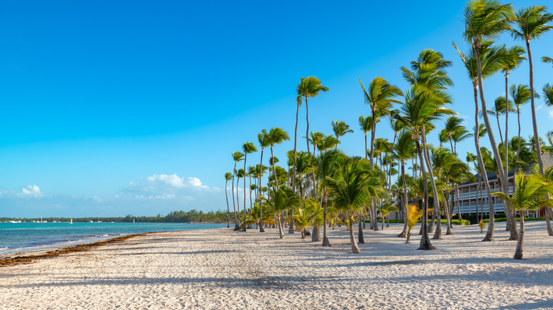 View of Bávaro Beach, Punta Cana, with tall palm trees lining a pristine white-sand beach.