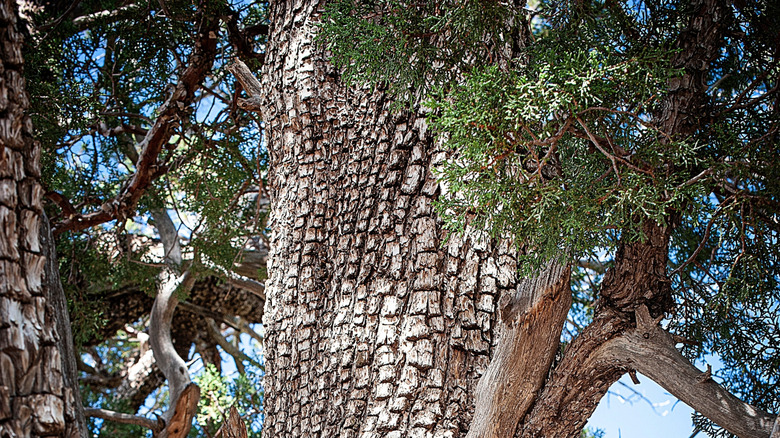 Close-up of an alligator juniper tree