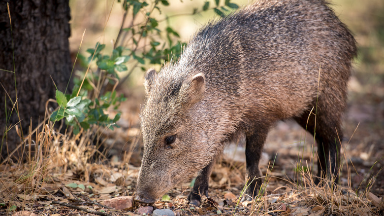 A javelina with its nose to the ground