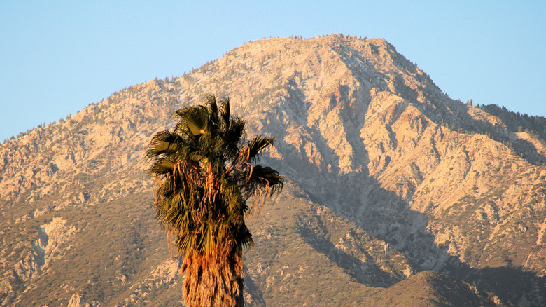 Palm Tree with Cucamonga Peak at the San Gabriel Mountains beyond