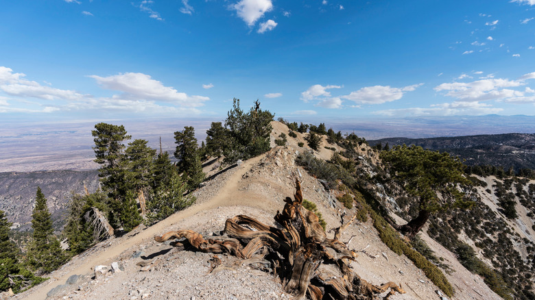 Pacific Crest Trail near Mt Baden-Powell in the San Gabriel Mountains