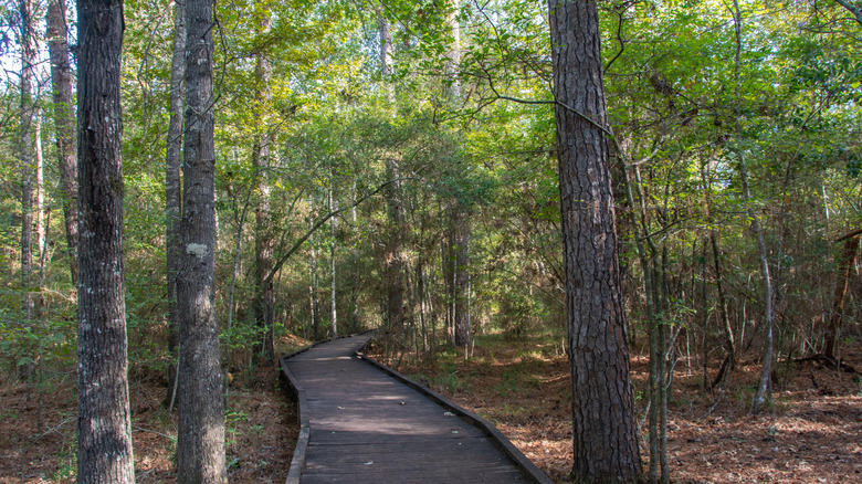 a wooden boardwalk trail through woodland