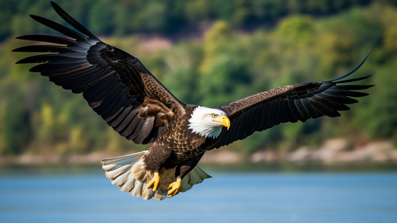 a bald eagle flying just above the surface of a lake