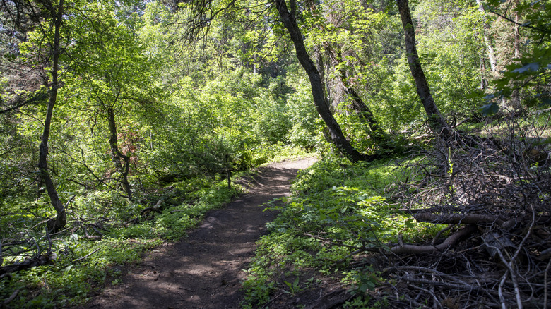 Mountain trail on a summer morning