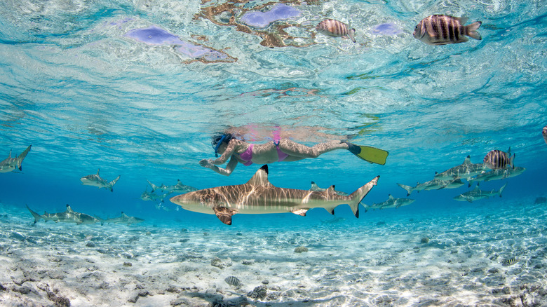Snorkeling with sharks Bora Bora