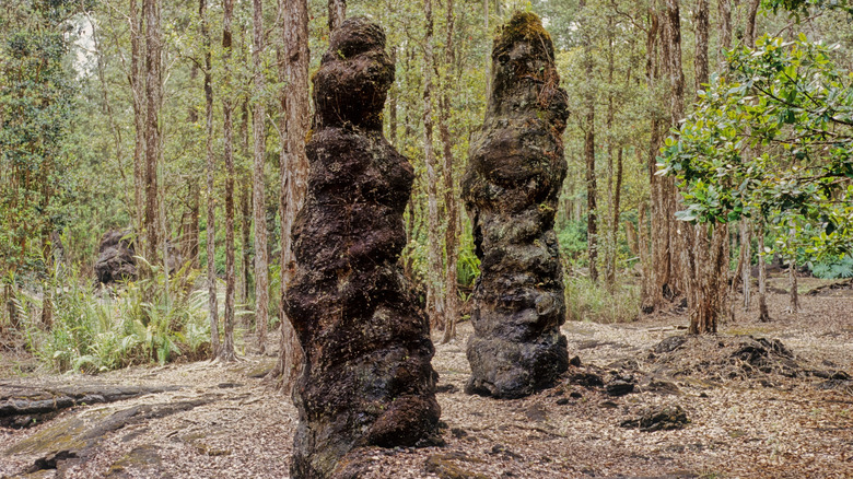 tree trunk shaped formations, forest