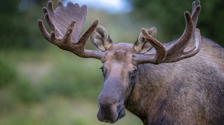 A bull moose looks at the camera.
