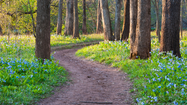 A hiking path surrounded by trees and blue flowers in Virginia.