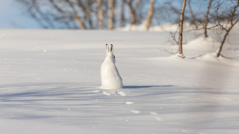 Mountain hare with tracks in the snow