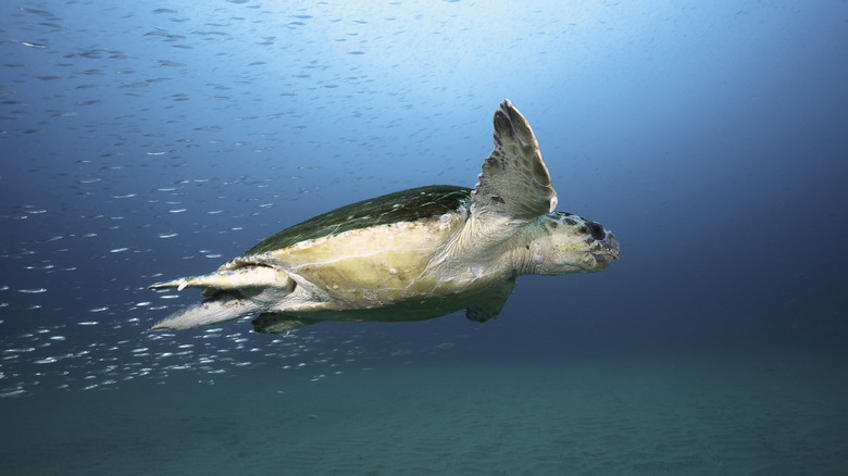 Turtle swimming underwater