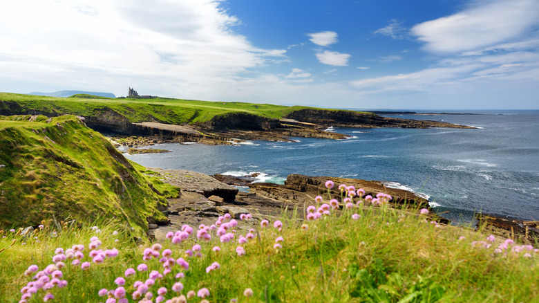 Waves crashing against a rocky shore with green clifftops and pink wildflowers