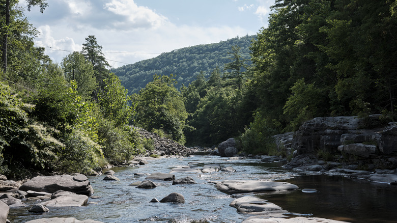 Frontal view of Esopus Creek lined by trees, surrounded by mountains