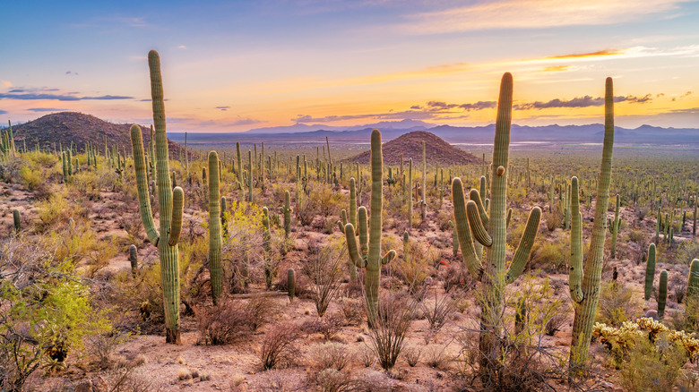 A forest of cacti in Saguaro National Park