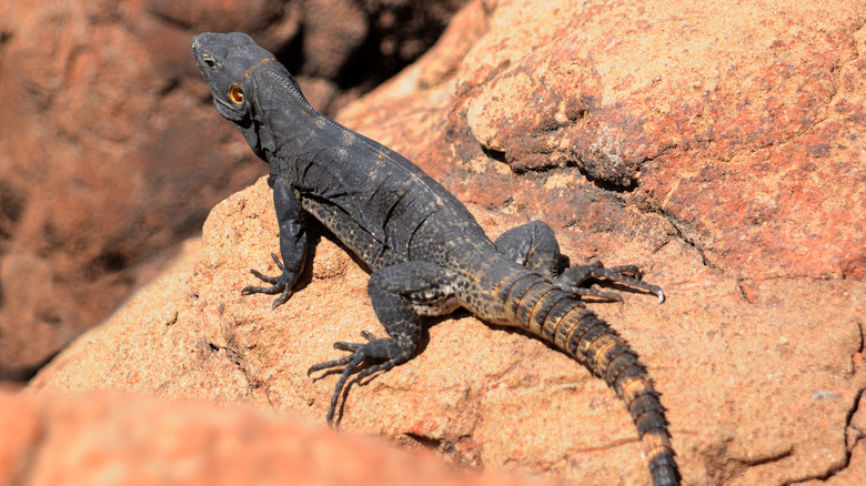 A lizard surveys its surroundings, perched on a red rock in Seguaro National Park