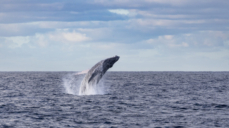 Humpback whale jumping out of the water