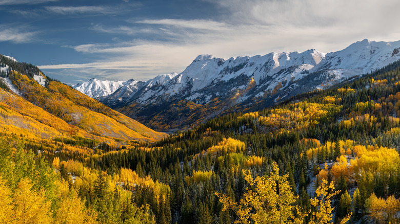 fall day aspen trees quaking snow in the mountains Ouray CO
